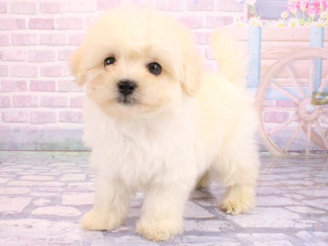 京都府のマルプー(マルチーズ×プードル) (Coo&RIKU京都河原町店/2026年1月30日生まれ/男の子/ホワイト)の子犬の3枚目の画像