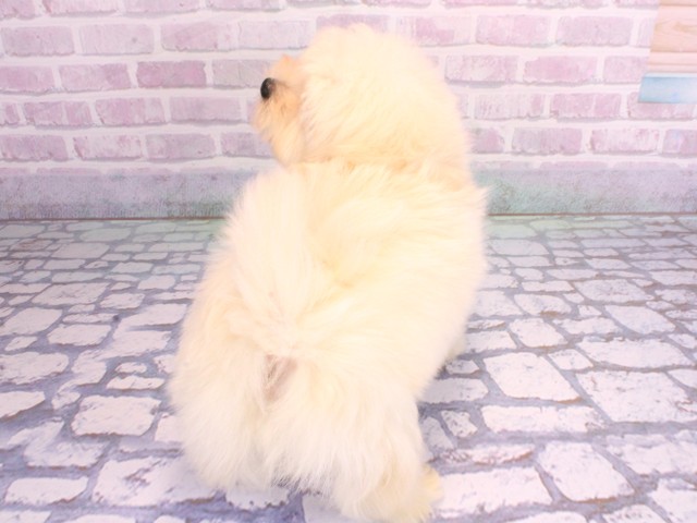 京都府のマルプー(マルチーズ×プードル) (Coo&RIKU京都河原町店/2026年1月30日生まれ/男の子/ホワイト)の子犬の4枚目の画像