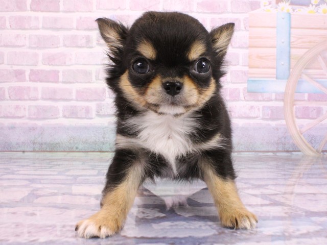 兵庫県のチワワ(ロング) (Coo&RIKU尼崎店/2026年1月29日生まれ/男の子/ブラックタン)の子犬の1枚目の画像