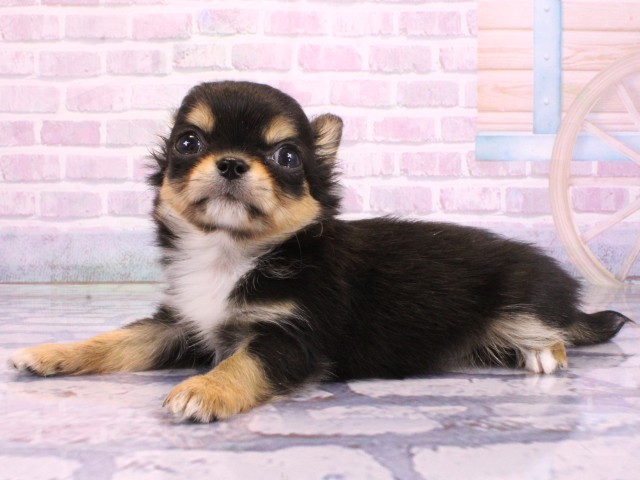 兵庫県のチワワ(ロング) (Coo&RIKU尼崎店/2026年1月29日生まれ/男の子/ブラックタン)の子犬の2枚目の画像