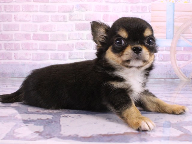 兵庫県のチワワ(ロング) (Coo&RIKU尼崎店/2026年1月29日生まれ/男の子/ブラックタン)の子犬の3枚目の画像