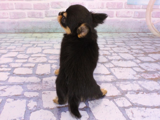 兵庫県のチワワ(ロング) (Coo&RIKU尼崎店/2026年1月29日生まれ/男の子/ブラックタン)の子犬の4枚目の画像