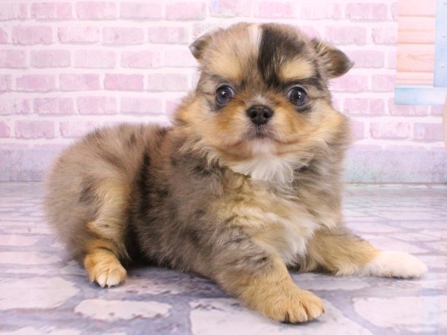 大阪府のチワワ(ロング) (Coo&RIKU天王寺店/2026年2月4日生まれ/男の子/ブルーマールホワイト)の子犬の2枚目の画像