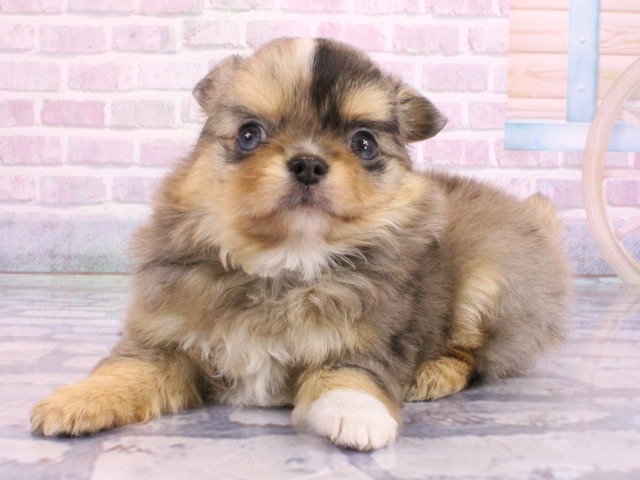 大阪府のチワワ(ロング) (Coo&RIKU天王寺店/2026年2月4日生まれ/男の子/ブルーマールホワイト)の子犬の3枚目の画像