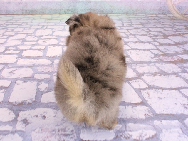 大阪府のチワワ(ロング) (Coo&RIKU天王寺店/2026年2月4日生まれ/男の子/ブルーマールホワイト)の子犬の4枚目の画像