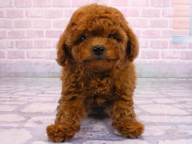 兵庫県のトイプードル(トイ) (Coo&RIKU神戸三宮店/2026年2月2日生まれ/女の子/レッドフォーン)の子犬の1枚目の画像