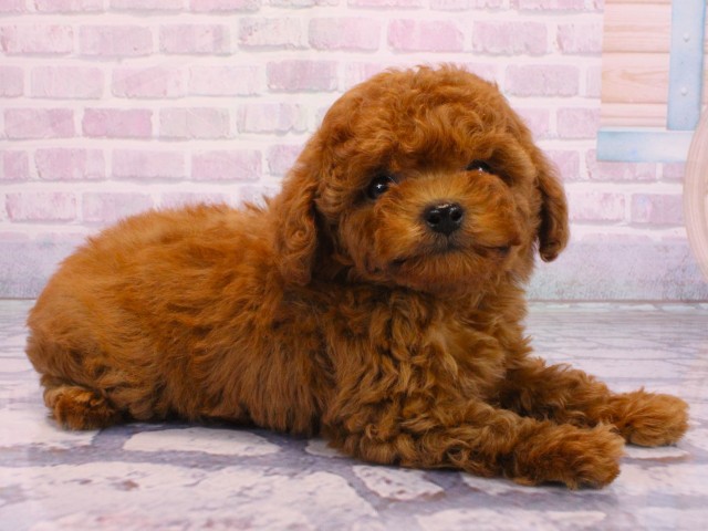 兵庫県のトイプードル(トイ) (Coo&RIKU神戸三宮店/2026年2月2日生まれ/女の子/レッドフォーン)の子犬の2枚目の画像