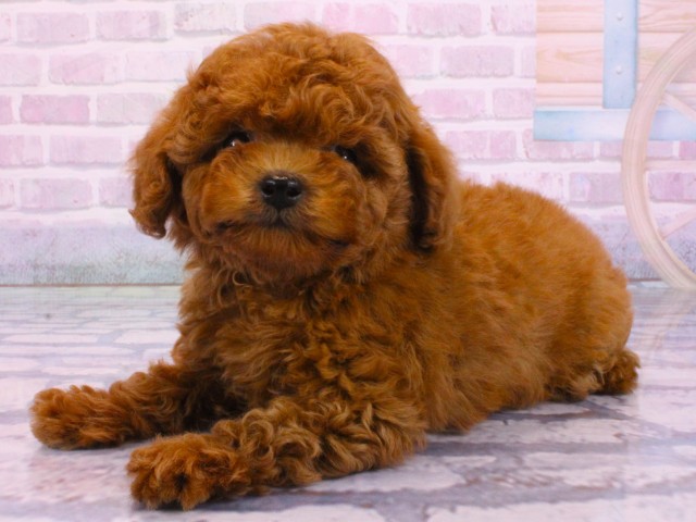 兵庫県のトイプードル(トイ) (Coo&RIKU神戸三宮店/2026年2月2日生まれ/女の子/レッドフォーン)の子犬の3枚目の画像