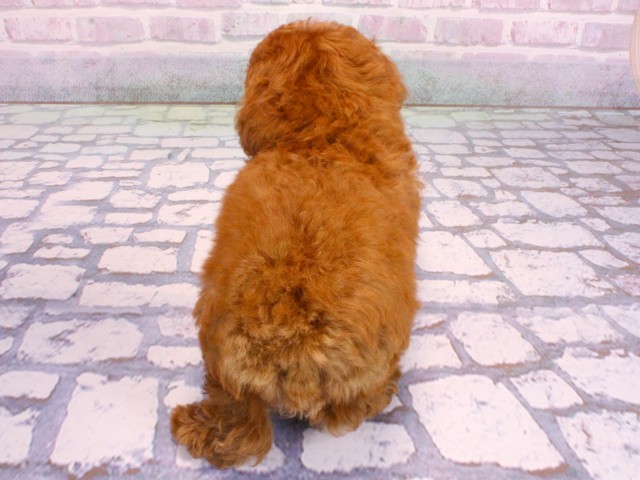 兵庫県のトイプードル(トイ) (Coo&RIKU神戸三宮店/2026年2月2日生まれ/女の子/レッドフォーン)の子犬の4枚目の画像