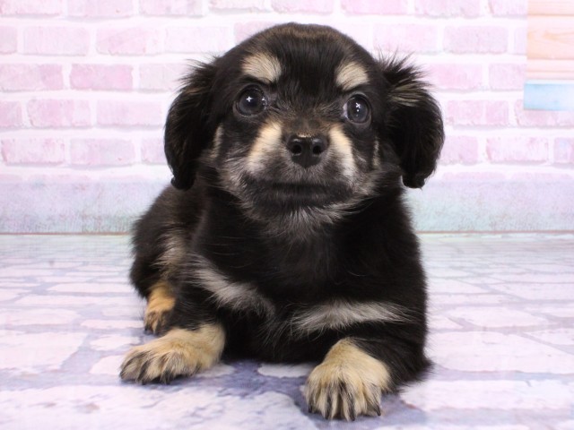 京都府のチワックス(チワワ×ダックス) (Coo&RIKU京都河原町店/2026年2月3日生まれ/男の子/ブラッククリーム)の子犬の1枚目の画像