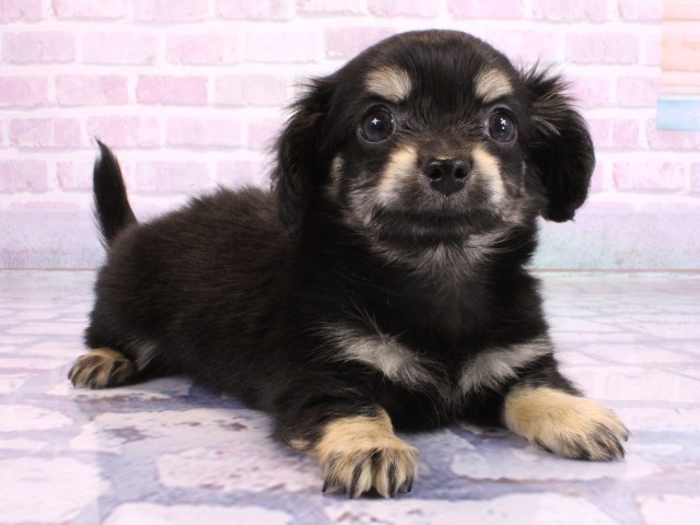 京都府のチワックス(チワワ×ダックス) (Coo&RIKU京都河原町店/2026年2月3日生まれ/男の子/ブラッククリーム)の子犬の2枚目の画像