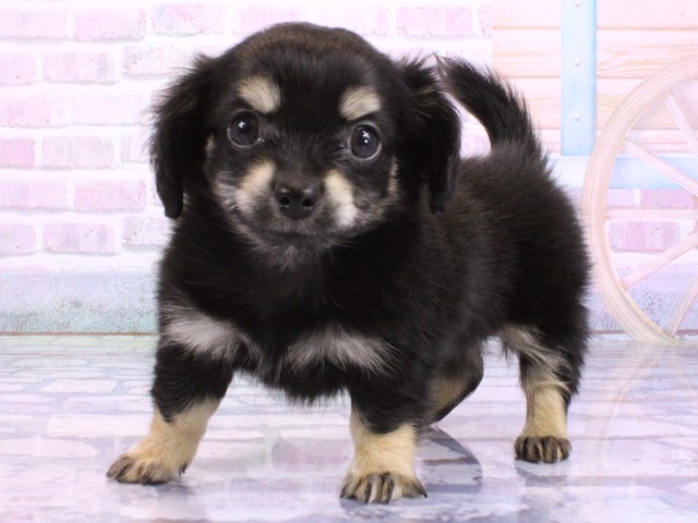 京都府のチワックス(チワワ×ダックス) (Coo&RIKU京都河原町店/2026年2月3日生まれ/男の子/ブラッククリーム)の子犬の3枚目の画像