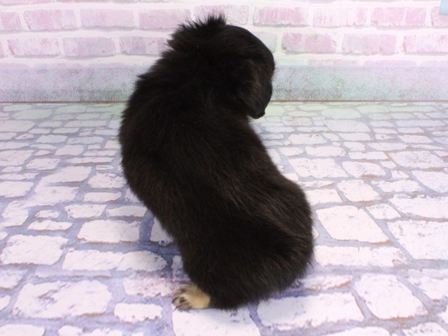 京都府のチワックス(チワワ×ダックス) (Coo&RIKU京都河原町店/2026年2月3日生まれ/男の子/ブラッククリーム)の子犬の4枚目の画像