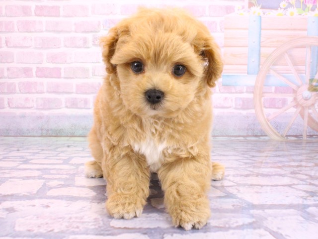 兵庫県のマルプー(マルチーズ×プードル) (Coo&RIKU尼崎店/2026年2月2日生まれ/男の子/クリーム)の子犬の1枚目の画像