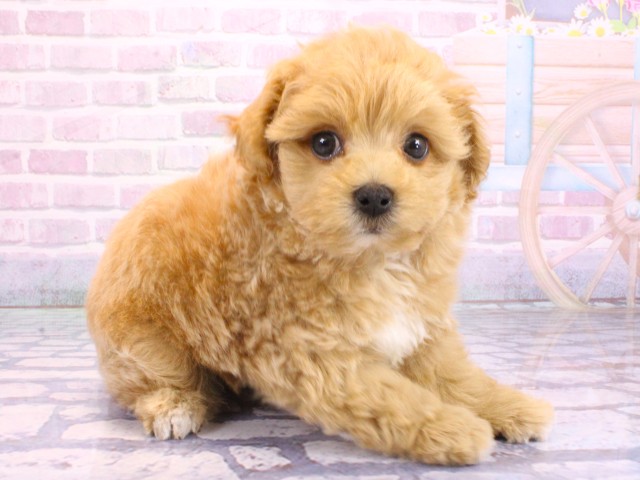 兵庫県のマルプー(マルチーズ×プードル) (Coo&RIKU尼崎店/2026年2月2日生まれ/男の子/クリーム)の子犬の2枚目の画像