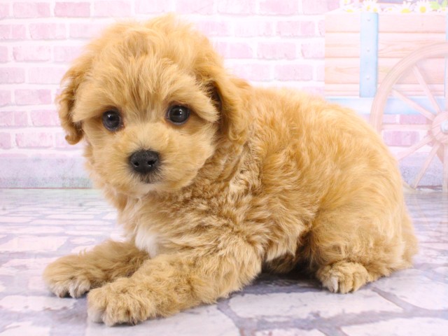 兵庫県のマルプー(マルチーズ×プードル) (Coo&RIKU尼崎店/2026年2月2日生まれ/男の子/クリーム)の子犬の3枚目の画像