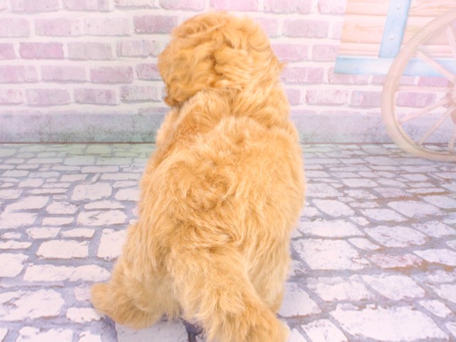 兵庫県のマルプー(マルチーズ×プードル) (Coo&RIKU尼崎店/2026年2月2日生まれ/男の子/クリーム)の子犬の4枚目の画像