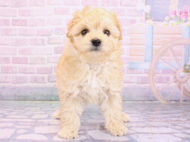 大阪府のマルプー(マルチーズ×プードル) (Coo&RIKU天王寺店/2026年2月5日生まれ/男の子/クリーム)の子犬の1枚目の画像