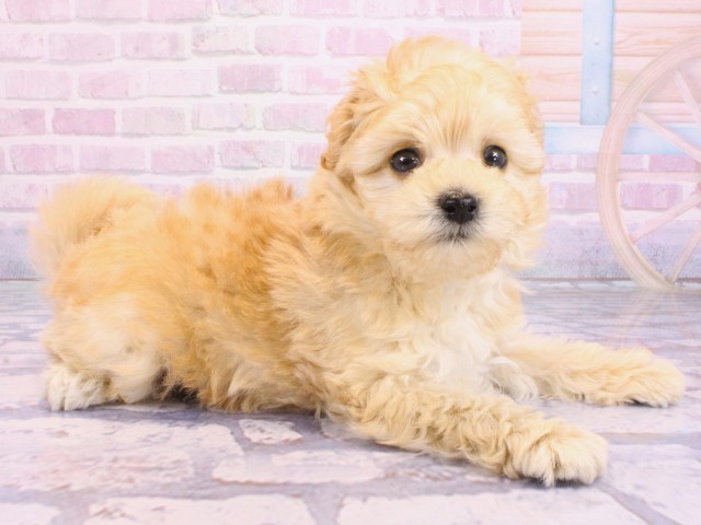 大阪府のマルプー(マルチーズ×プードル) (Coo&RIKU天王寺店/2026年2月5日生まれ/男の子/クリーム)の子犬の2枚目の画像