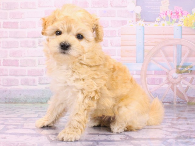 大阪府のマルプー(マルチーズ×プードル) (Coo&RIKU天王寺店/2026年2月5日生まれ/男の子/クリーム)の子犬の3枚目の画像