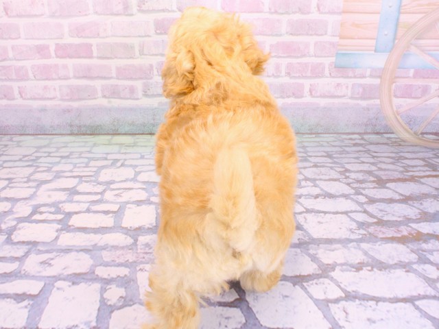 大阪府のマルプー(マルチーズ×プードル) (Coo&RIKU天王寺店/2026年2月5日生まれ/男の子/クリーム)の子犬の4枚目の画像