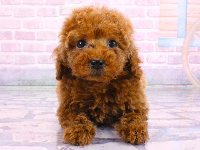 大阪府のトイプードル(トイ) (Coo&RIKU心斎橋店/2026年2月5日生まれ/女の子/レッドフォーン)の子犬の1枚目の画像