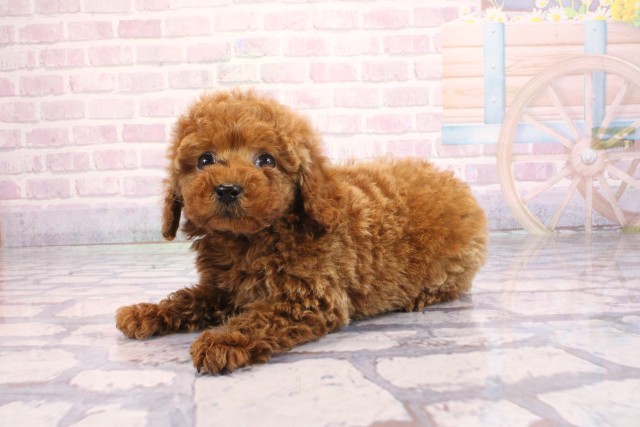 大阪府のトイプードル(トイ) (Coo&RIKU心斎橋店/2026年2月5日生まれ/女の子/レッドフォーン)の子犬の2枚目の画像