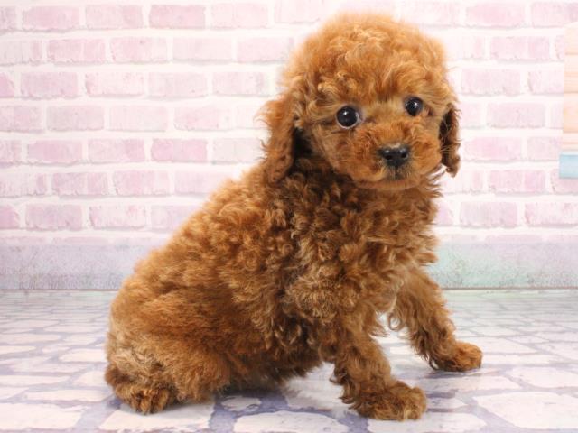 大阪府のトイプードル(トイ) (Coo&RIKU心斎橋店/2026年2月5日生まれ/女の子/レッドフォーン)の子犬の3枚目の画像