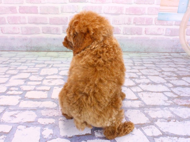 大阪府のトイプードル(トイ) (Coo&RIKU心斎橋店/2026年2月5日生まれ/女の子/レッドフォーン)の子犬の4枚目の画像