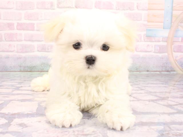 大阪府のマルチーズ (Coo&RIKU梅田店/2026年2月1日生まれ/男の子/ホワイト)の子犬の1枚目の画像