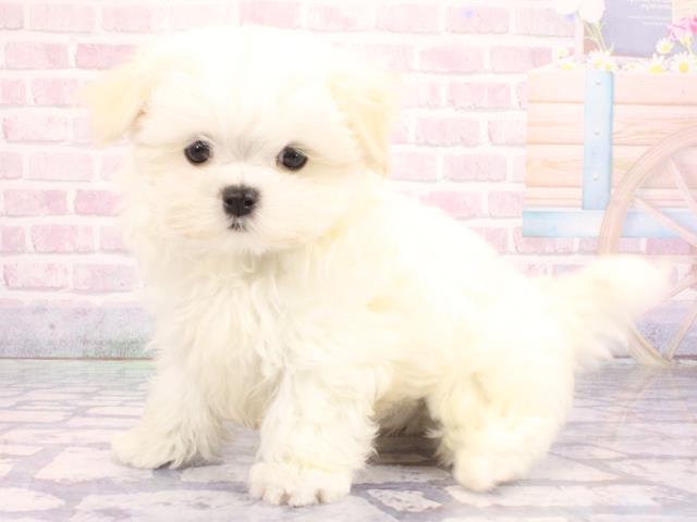 大阪府のマルチーズ (Coo&RIKU梅田店/2026年2月1日生まれ/男の子/ホワイト)の子犬の2枚目の画像