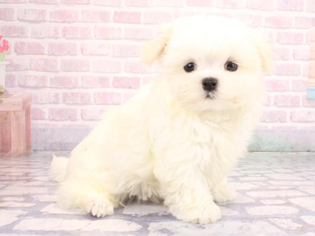 大阪府のマルチーズ (Coo&RIKU梅田店/2026年2月1日生まれ/男の子/ホワイト)の子犬の3枚目の画像