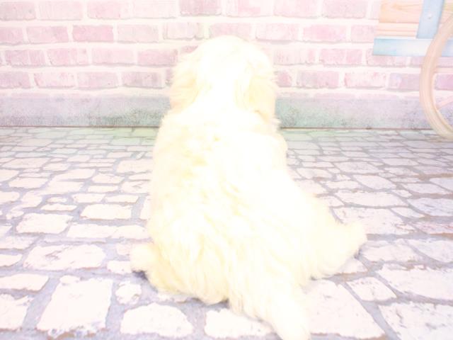 大阪府のマルチーズ (Coo&RIKU梅田店/2026年2月1日生まれ/男の子/ホワイト)の子犬の4枚目の画像