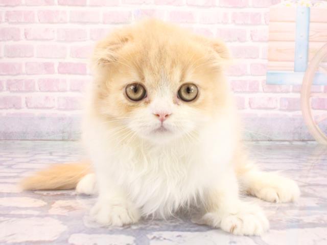 スコティッシュフォールド