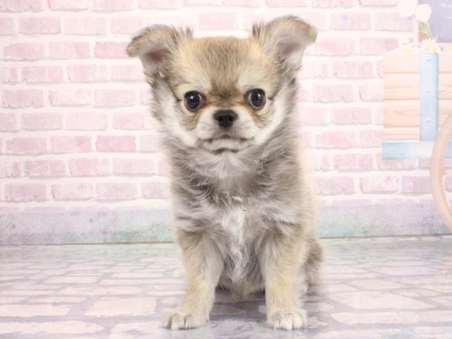 チワワ(ロングコート)