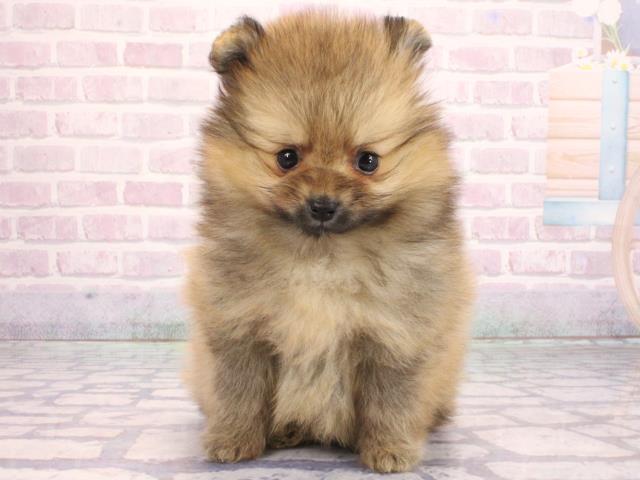 兵庫県のポメラニアン (Coo&RIKU神戸三宮店/2026年2月5日生まれ/女の子/オレンジ)の子犬の1枚目の画像