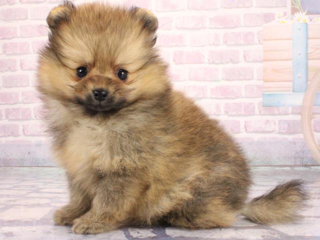 兵庫県のポメラニアン (Coo&RIKU神戸三宮店/2026年2月5日生まれ/女の子/オレンジ)の子犬の2枚目の画像