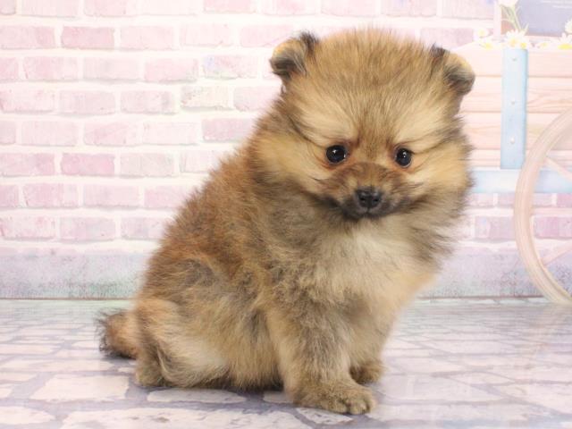 兵庫県のポメラニアン (Coo&RIKU神戸三宮店/2026年2月5日生まれ/女の子/オレンジ)の子犬の3枚目の画像