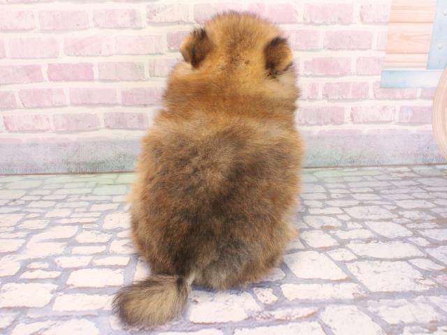 兵庫県のポメラニアン (Coo&RIKU神戸三宮店/2026年2月5日生まれ/女の子/オレンジ)の子犬の4枚目の画像