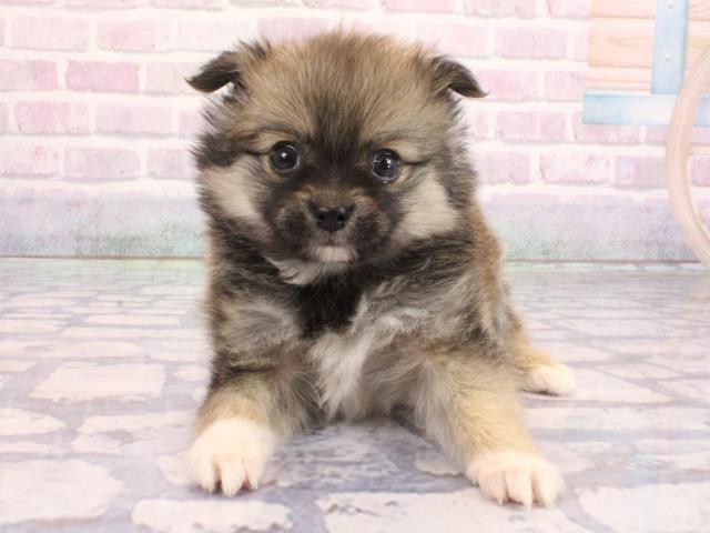 大阪府のポメチワ/チワポメ/ポメチー(ポメラニアン×チワワ) (Coo&RIKU城東古市店/2026年2月4日生まれ/男の子/フォーン)の子犬の1枚目の画像