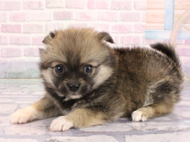 大阪府のポメチワ/チワポメ/ポメチー(ポメラニアン×チワワ) (Coo&RIKU城東古市店/2026年2月4日生まれ/男の子/フォーン)の子犬の2枚目の画像