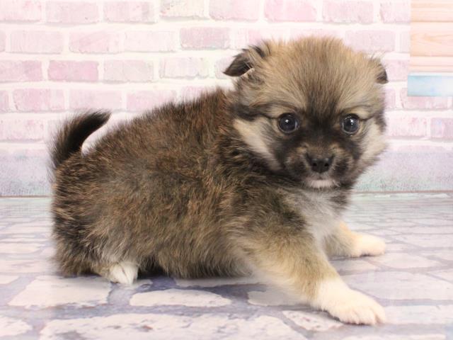 大阪府のポメチワ/チワポメ/ポメチー(ポメラニアン×チワワ) (Coo&RIKU城東古市店/2026年2月4日生まれ/男の子/フォーン)の子犬の3枚目の画像