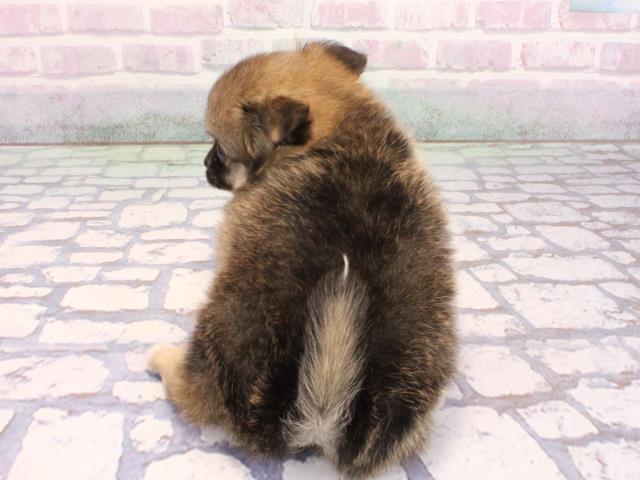 大阪府のポメチワ/チワポメ/ポメチー(ポメラニアン×チワワ) (Coo&RIKU城東古市店/2026年2月4日生まれ/男の子/フォーン)の子犬の4枚目の画像