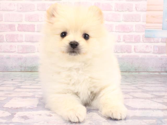 大阪府のポメラニアン (Coo&RIKU寝屋川店/2026年2月4日生まれ/男の子/クリーム)の子犬の1枚目の画像