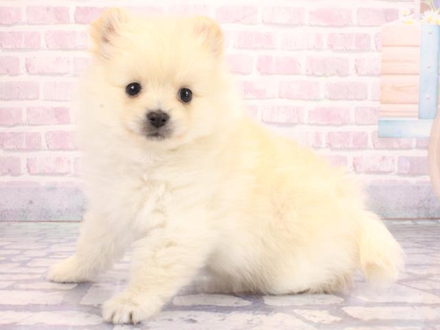 大阪府のポメラニアン (Coo&RIKU寝屋川店/2026年2月4日生まれ/男の子/クリーム)の子犬の2枚目の画像