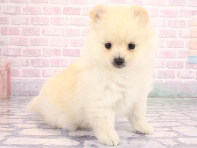 大阪府のポメラニアン (Coo&RIKU寝屋川店/2026年2月4日生まれ/男の子/クリーム)の子犬の3枚目の画像