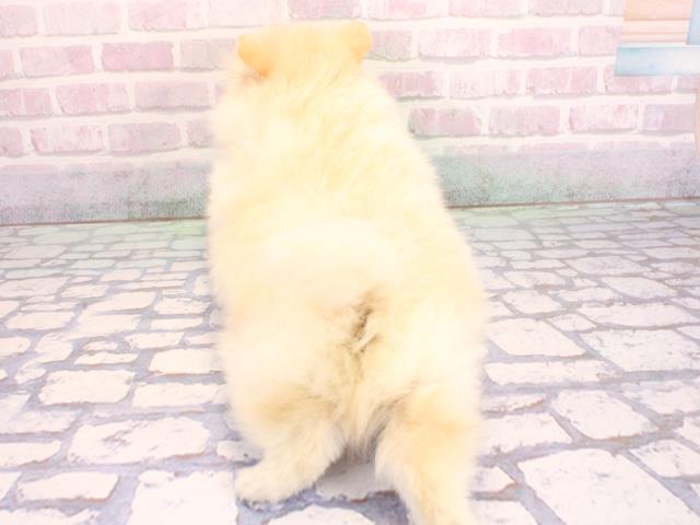 大阪府のポメラニアン (Coo&RIKU寝屋川店/2026年2月4日生まれ/男の子/クリーム)の子犬の4枚目の画像