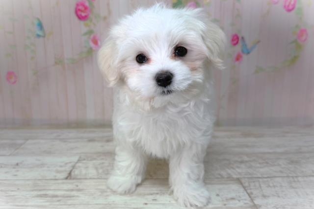 北海道のマルチーズ (Coo&RIKU北見店/2026年2月2日生まれ/男の子/ホワイト)の子犬の1枚目の画像