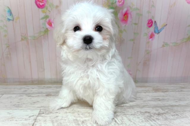 北海道のマルチーズ (Coo&RIKU北見店/2026年2月2日生まれ/男の子/ホワイト)の子犬の2枚目の画像