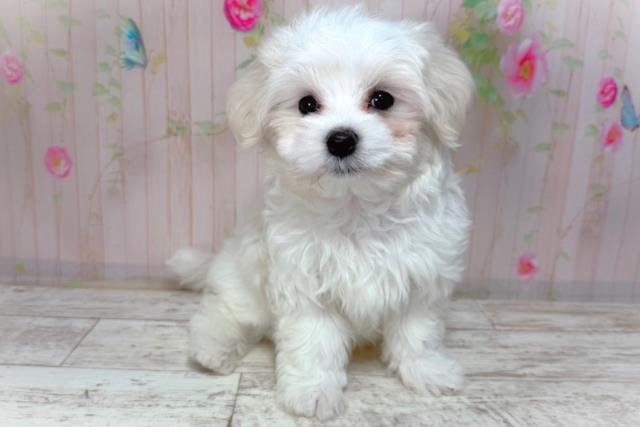 北海道のマルチーズ (Coo&RIKU北見店/2026年2月2日生まれ/男の子/ホワイト)の子犬の3枚目の画像